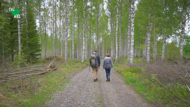 Video Reference: Tree, Nature reserve, Trail, Walking, Forest, Natural landscape, Natural environment, Thoroughfare, Woodland, Biome