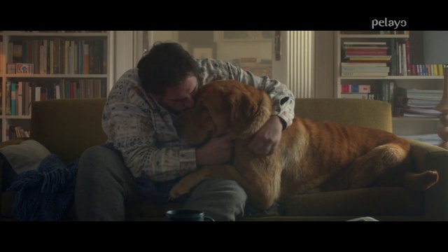 Video Reference: Mammal, Dog, Canidae, Dog breed, Bullmastiff, Carnivore, Human, Guard dog, Dogue de bordeaux, Sporting Group