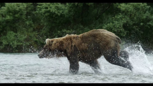 Video Reference: Brown bear, Mammal, Vertebrate, Bear, Grizzly bear, Wildlife, Kodiak bear, Carnivore, Terrestrial animal, Watercourse, Person, Water, Outdoor, Brown, Animal, Dog, Playing, River, Lake, Large, Walking, Standing, Snow, Tree