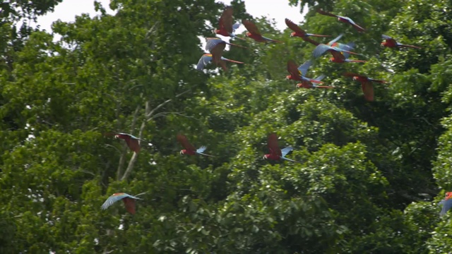 Video Reference: Vegetation, Tree, Plant, Jungle, Biome, Woody plant, Leaf, Temperate broadleaf and mixed forest, Organism, Branch