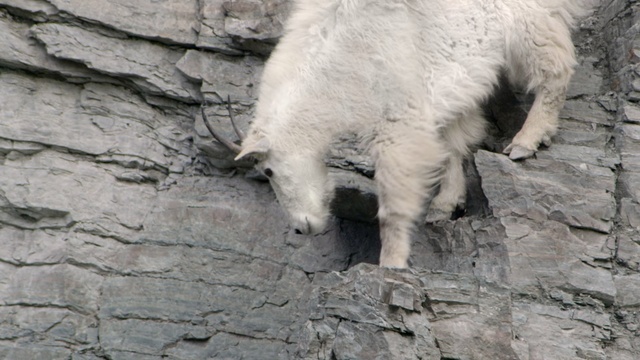 Video Reference: Mountain goat, Goats, Rock
