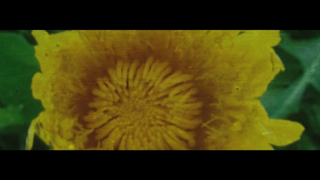 Video Reference: Flower, Yellow, Nature, Petal, Green, Pollen, Plant, Dandelion, Leaf, Flowering plant