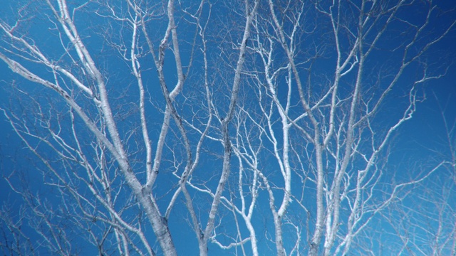 Video Reference: Blue, Branch, Tree, Sky, Twig, Electric blue, Azure, Woody plant, Canoe birch, Plant