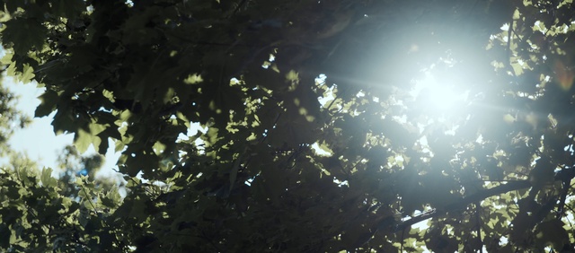 Video Reference: Water, Nature, Sunlight, Light, Atmosphere, Sky, Tree, Leaf, Space, Organism