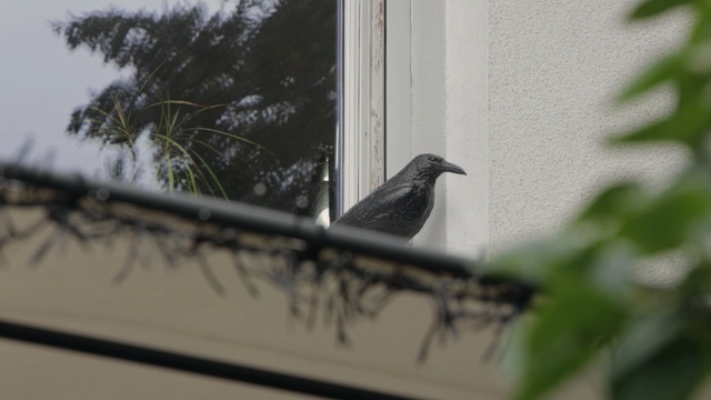 Video Reference: Bird, Beak, Twig, Wildlife, Window, northern mockingbird, Old World flycatcher, Perching bird, House