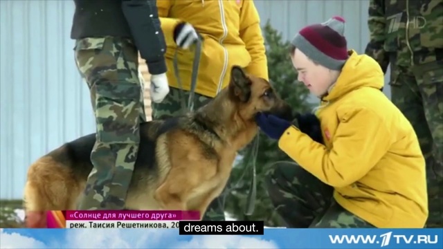 Video Reference: Dog, Mammal, Vertebrate, German shepherd dog, Dog breed, Canidae, Police dog, Carnivore, Belgian shepherd malinois, Working dog
