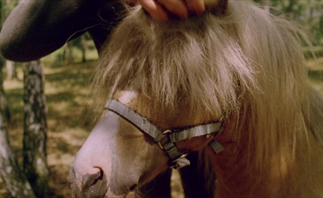 Video Reference: Horse, Hair, Halter, Bridle, Mane, Horse tack, Snout, Horse supplies, Blond, Working animal