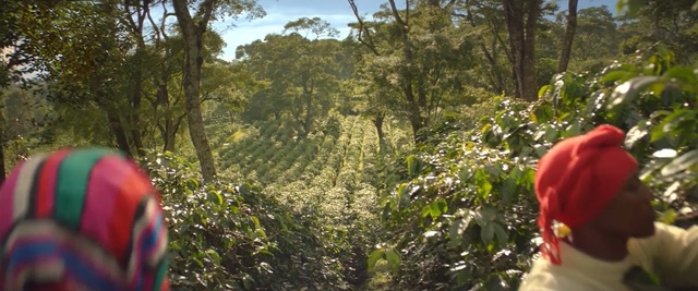 Video Reference: Vegetation, Nature, Jungle, Natural environment, Forest, Nature reserve, Biome, Wilderness, Trail, Plant community