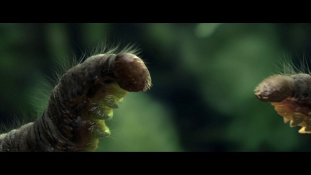 Video Reference: Nature, Organism, Close-up, Photography, Plant, Macro photography, Adaptation, Insect, Wildlife
