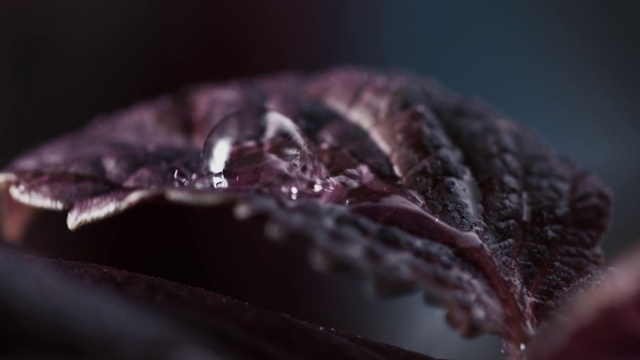 Video Reference: Purple, Macro photography, Close-up, Violet, Pink, Water, Photography, Flesh, Red cabbage, Plant, Cake, Chocolate, Piece, Indoor, Sitting, Slice, Fork, Food, Close, Plate, Dessert, Fruit, Cream, Black, Banana, Covered, White, Table, Closeup, Droplet