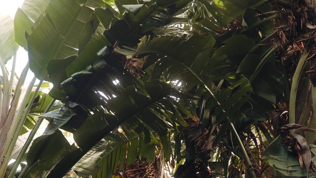 Video Reference: Vegetation, Banana family, Terrestrial plant, Natural environment, Plant, Leaf, Botany, Tree, Jungle, Banana