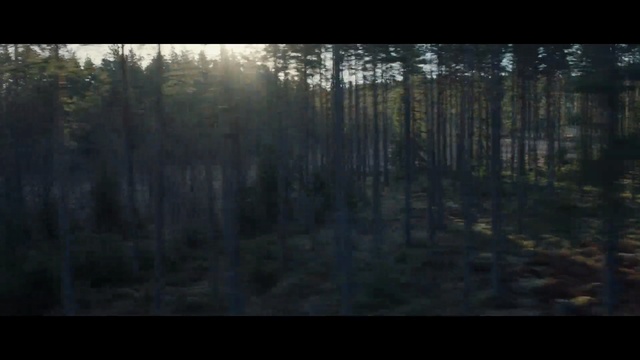 Video Reference: Forest, Woodland, Nature, Tree, Natural environment, Wilderness, Old-growth forest, Atmospheric phenomenon, Spruce-fir forest, Biome