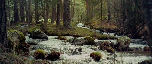 Video Reference: forest, river, tree, landscape, mammal, water, stream, trees, mountain, pine, park, rock, environment, outdoor, stone, waterfall, fall