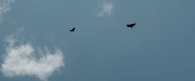 Video Reference: Sky, Blue, Bird, Wing, Bird of prey, Accipitriformes, Flight, Cloud, Eagle