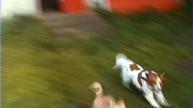 Video Reference: dog like mammal, dog breed, vertebrate, dog, grass, dog breed group, brittany, lawn, companion dog, carnivoran