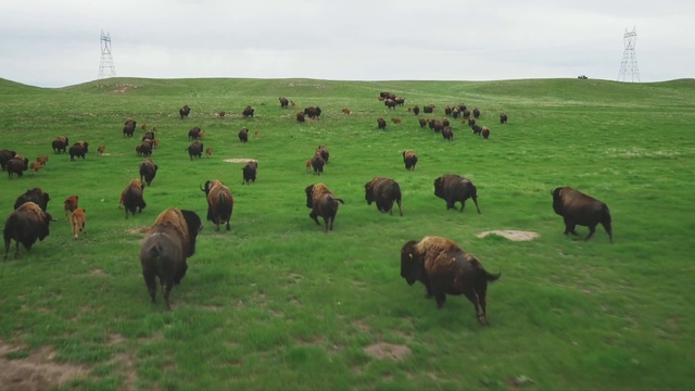 Video Reference: Grassland, Pasture, Bovine, Herd, Grazing, Bison, Natural environment, Highland, Ecoregion, Plain