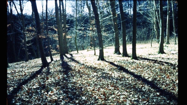 Video Reference: Tree, Nature, Natural landscape, Woodland, Forest, Natural environment, Nature reserve, Grove, Biome, Northern hardwood forest