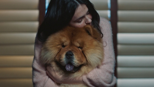 Video Reference: Mammal, Dog, Vertebrate, Canidae, Dog breed, Chow chow, Snout, Skin, Nose, Companion dog