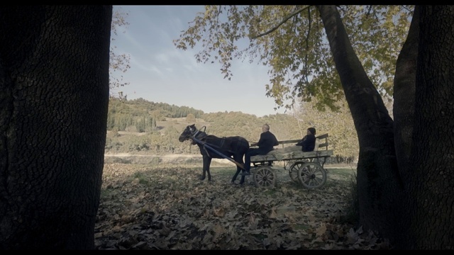 Video Reference: Horse, Carriage, Tree, Horse and buggy, Sky, Cart, Vehicle, Wildlife, Adaptation, Photography