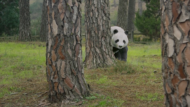 Video Reference: Panda, Bear, Tree, Nature reserve, Trunk, Biome, Woody plant, Woodland, Plant, Carnivore