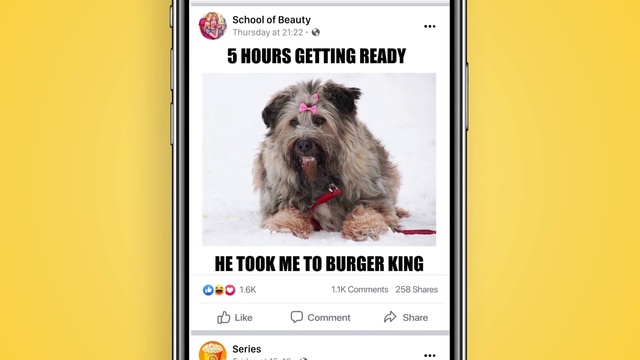Video Reference: Dog, Dog breed, Mammal, Canidae, Cairn terrier, Carnivore, Catalan sheepdog, Terrier, Snout, Glen of imaal terrier