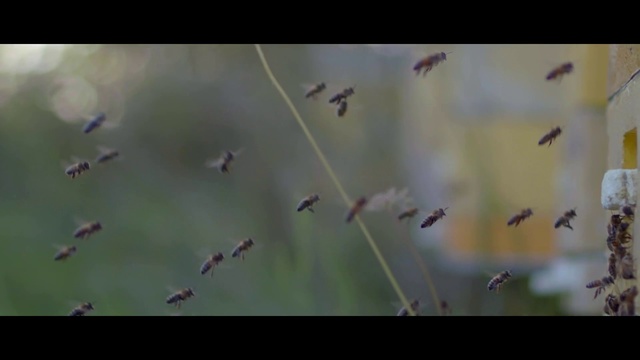Video Reference: Nature, Green, Organism, Insect, Leaf, Macro photography, Pest, Flock, Grass, Wildlife