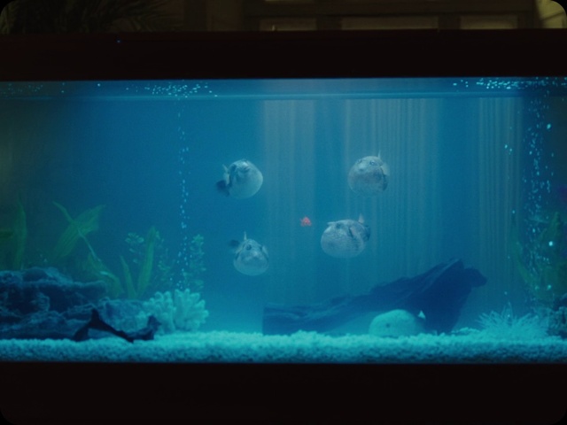 Video Reference: Aquarium, Fish, Freshwater aquarium, Aquarium lighting, Organism, Water, Fish, Marine biology, Underwater, Pet supply