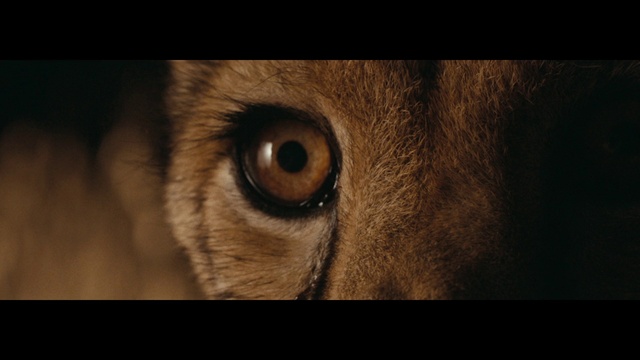 Video Reference: Eye, Iris, Close-up, Felidae, Nose, Cat, Whiskers, Snout, Organ, Wildlife