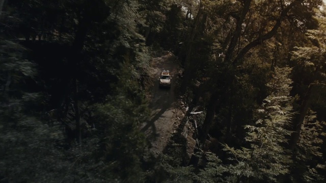 Video Reference: Nature, Black, Natural environment, Forest, Vegetation, Tree, Woodland, Old-growth forest, Jungle, Rainforest