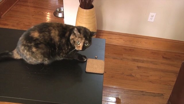 Video Reference: cat, mammal, small to medium sized cats, floor, flooring, cat like mammal, fur, wood, whiskers, hardwood