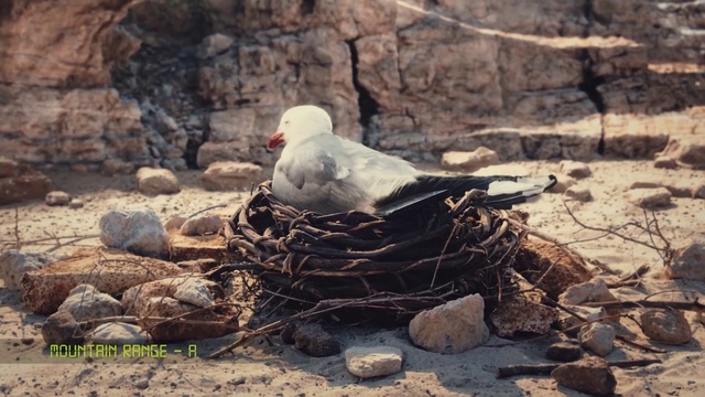 Video Reference: Bird, Adaptation, Beak, Seabird, Wildlife, Pigeons and doves, Landscape, Soil