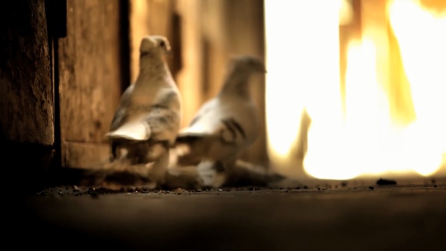 Video Reference: Light, Sunlight, Sky, Wood, Tree, Wildlife, Photography, Plant, Heat