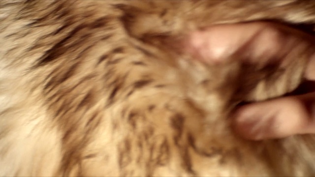 Video Reference: fur, fur clothing, cat, whiskers, small to medium sized cats, close up, snout, ear, textile, cat like mammal