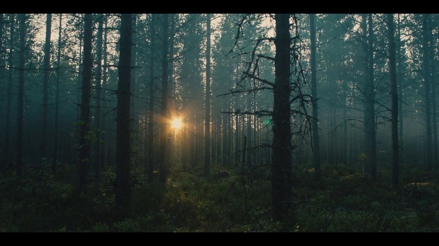 Video Reference: Forest, Nature, Woodland, Tree, Natural environment, Atmospheric phenomenon, Green, Biome, Sunlight, Morning