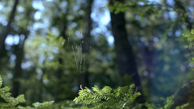 Video Reference: nature, vegetation, green, ecosystem, tree, branch, leaf, forest, water, woodland