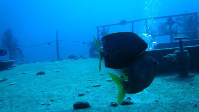 Video Reference: swimmer, sea, ocean, diver, underwater, athlete, water, reef, fish, coral, tropical, diving, scuba diver, contestant, marine, person