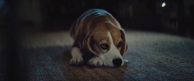 Video Reference: Dog, Mammal, Vertebrate, Dog breed, Canidae, Beagle, Drever, Nose, Puppy, Carnivore