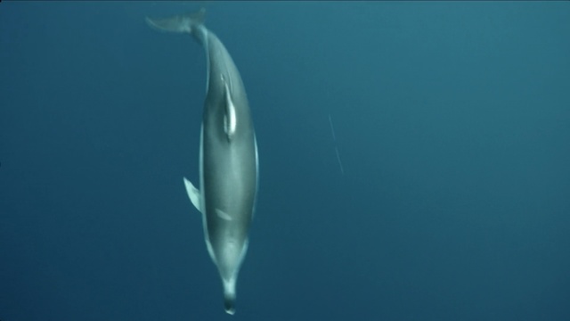 Video Reference: Marine mammal, Marine biology, Water, Cetacea, Dolphin, Underwater, Organism, Fin, Fish, Spinner dolphin