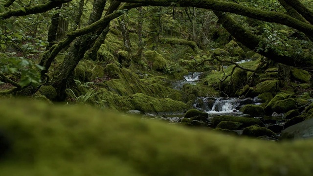 Video Reference: Nature, Natural landscape, Vegetation, Tree, Old-growth forest, Natural environment, Green, Water, Forest, Nature reserve