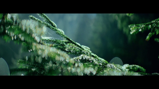 Video Reference: Nature, Green, Water, Vegetation, Natural landscape, Natural environment, Tree, Forest, Plant, Grass, Person