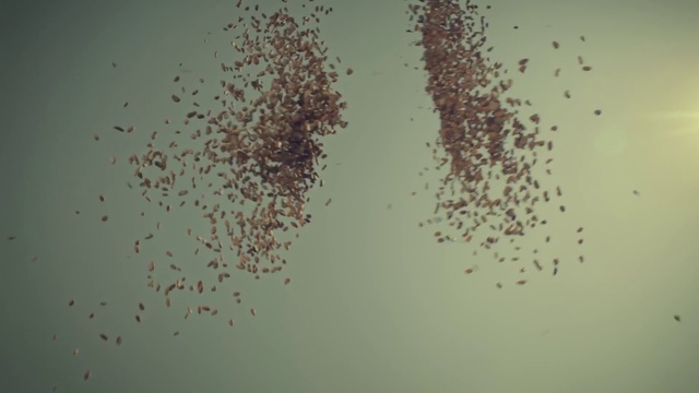 Video Reference: Green, Brown, Text, Water, Plant