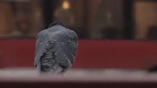 Video Reference: beak, bird
