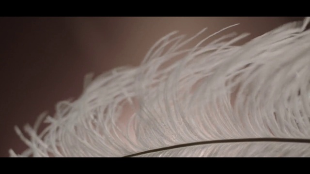 Video Reference: Feather, Close-up, Photography, Fashion accessory, Natural material, Wing