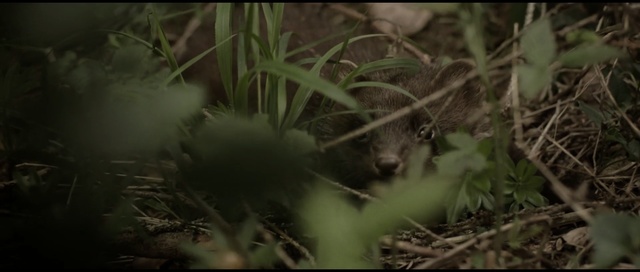 Video Reference: Nature, Wildlife, Terrestrial animal, Adaptation, Snout, Organism, Mustelidae, Jungle, Procyonidae, Plant