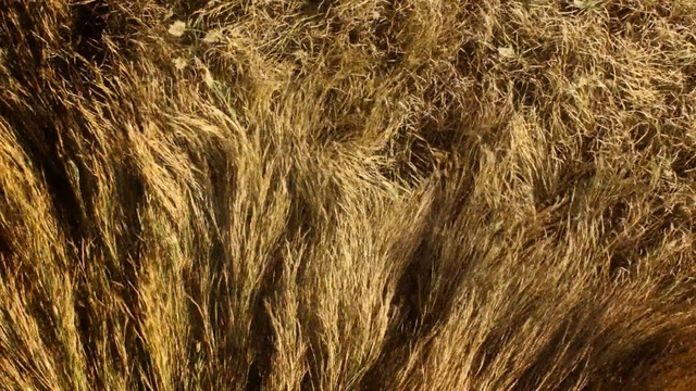 Video Reference: Hair, Grass, Fur, Brown, Grass, Plant, Straw, Brown hair, Field, Agriculture