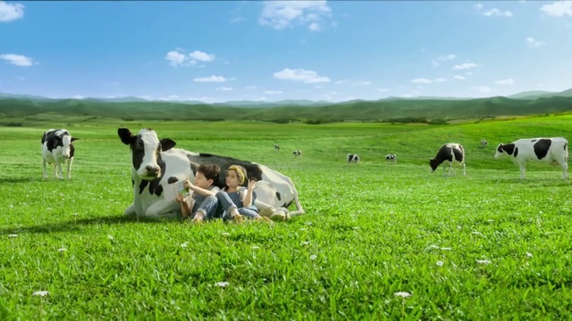 Video Reference: Pasture, Grassland, Grazing, Bovine, Dairy cow, Natural environment, Meadow, Herd, Grass, Farm