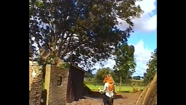 Video Reference: Tree, Nature, Leaf, Woody plant, Woodland, Wall, Plant, Branch, Architecture, Rural area