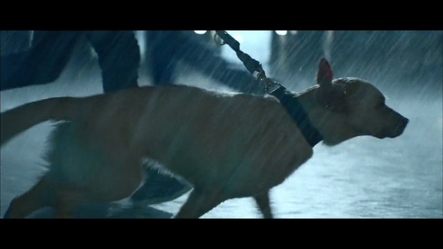 Video Reference: mammal, fauna, dog like mammal, screenshot, snout, dog breed, wildlife, organism, tail, fictional character