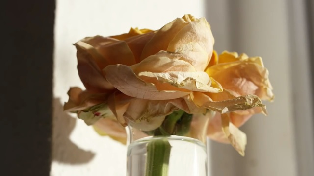 Video Reference: Petal, Flower, Yellow, Cut flowers, Plant, Rose, Garden roses, Rose family, Floral design, Still life