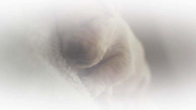 Video Reference: Nose, Close-up, Skin, Snout, Eye, Photography, Eyelash, Fur, Whiskers